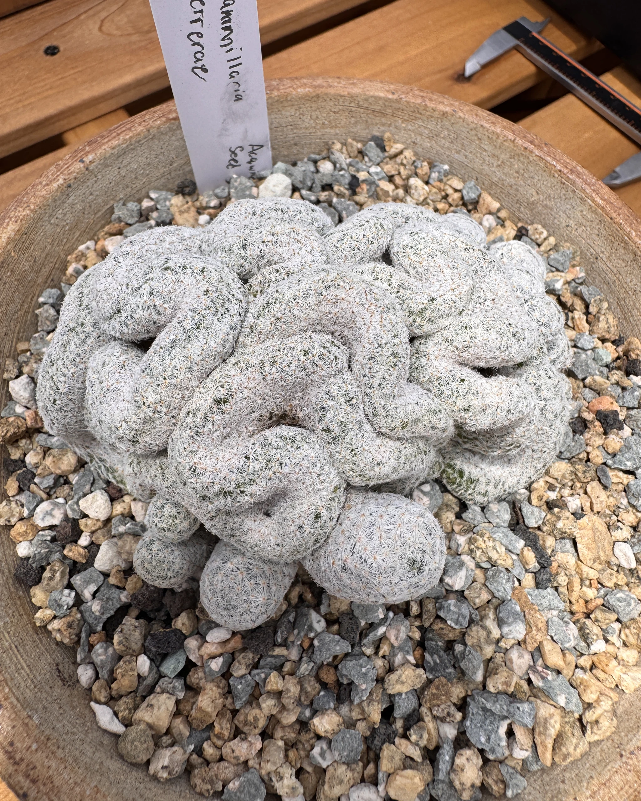 Mammillaria herrerae cristata crested white spined plant top view