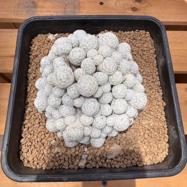 Mammillaria humboldtii seed grown specimen viewed from above