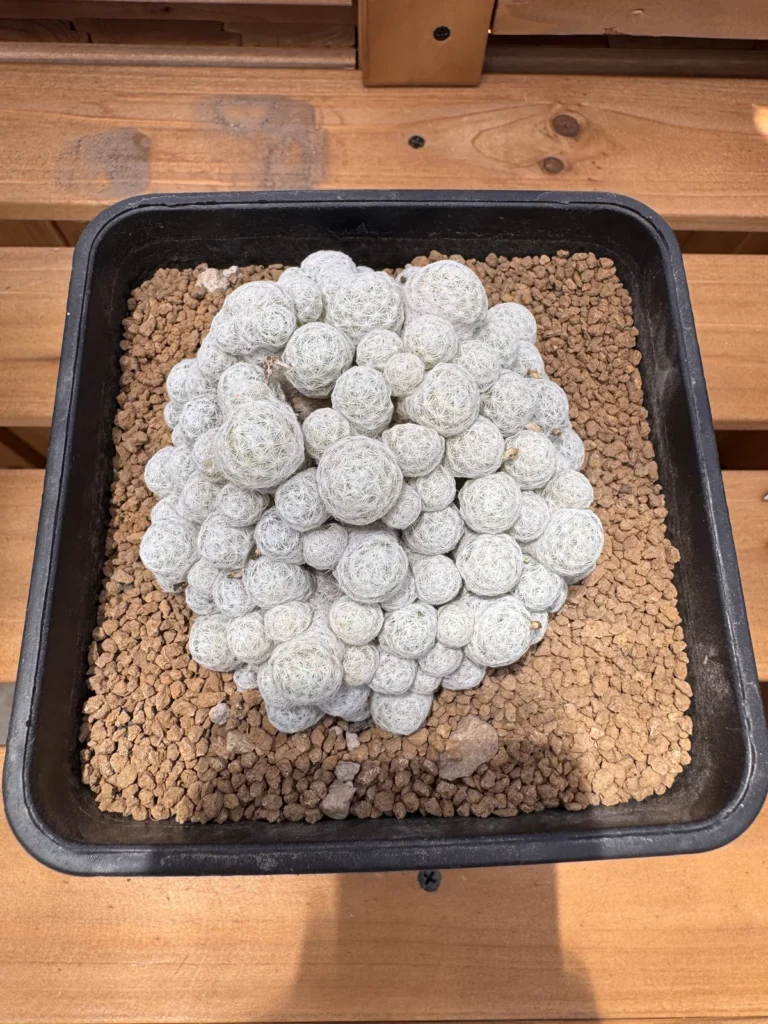 Mammillaria humboldtii