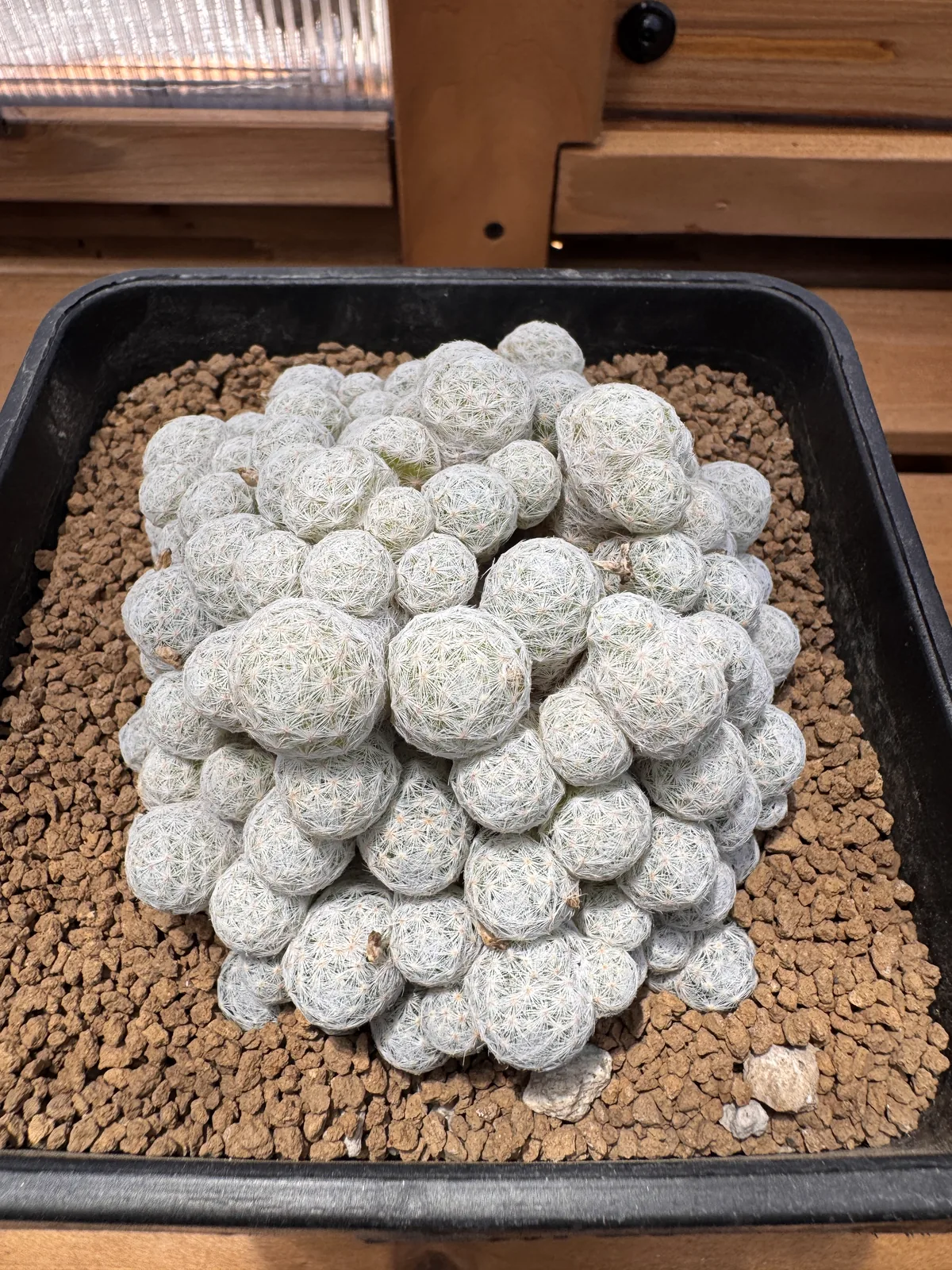 Mammillaria humboldtii white spined clump in a square pot