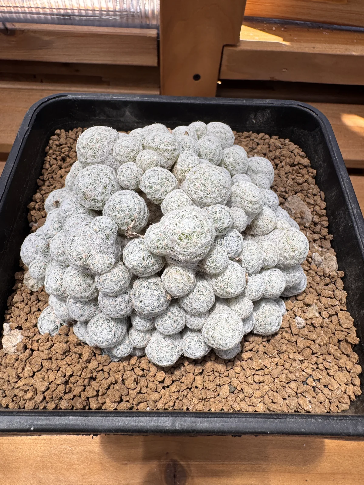 Mammillaria humboldtii dense cluster of white spined heads
