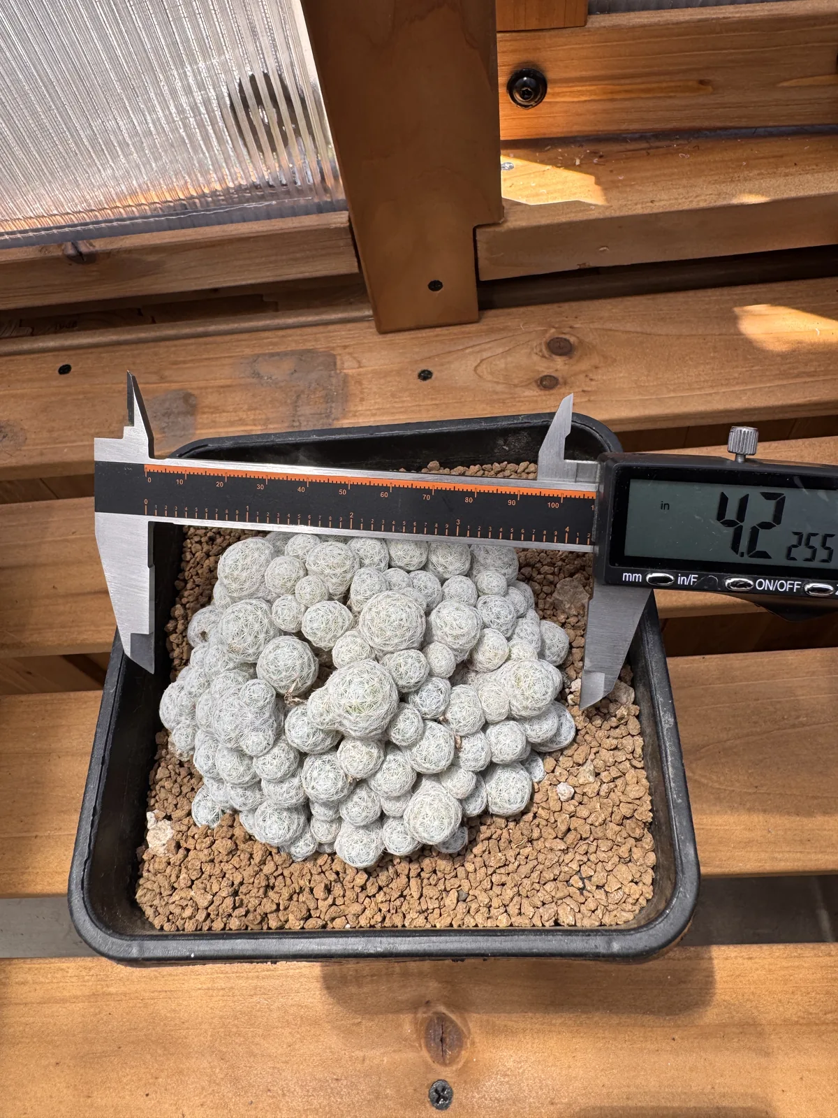Mammillaria humboldtii measured with calipers at 4.2 inches
