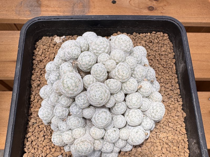 Mammillaria humboldtii