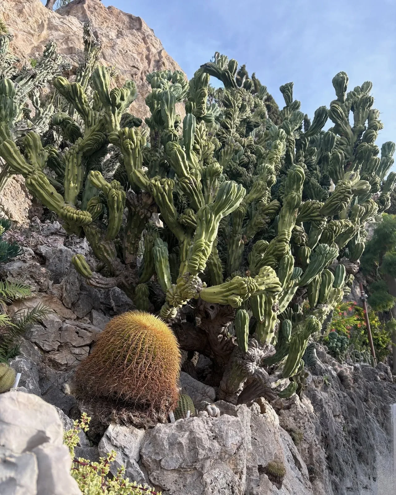 Myrtillocactus geometrizans (crested)
