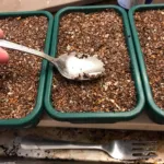 A hand leveling sterile gritty mineral seed-sowing mix across green seed trays with a spoon