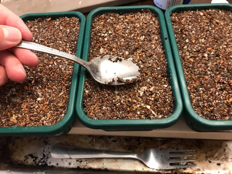 How to Grow Cactus From Seed