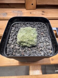 Pseudolithos cubiformis