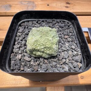 Pseudolithos cubiformis cube-form specimen viewed from above in mineral grit