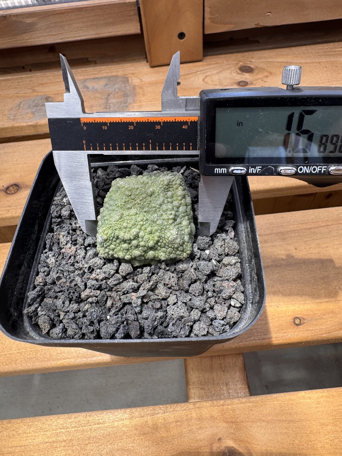 Pseudolithos cubiformis specimen measured at 1.6 inches with a digital caliper