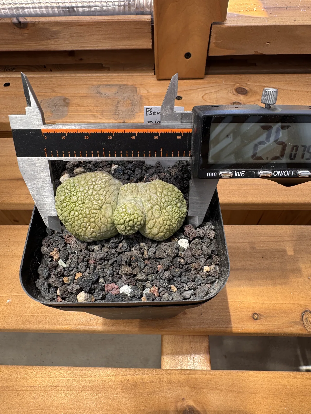 Pseudolithos migiurtinus seed grown specimen measured with calipers