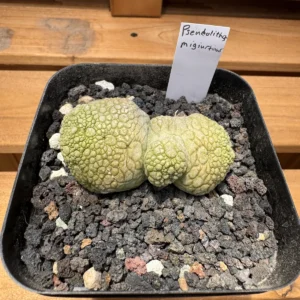 Pseudolithos migiurtinus twin headed specimen from above with label