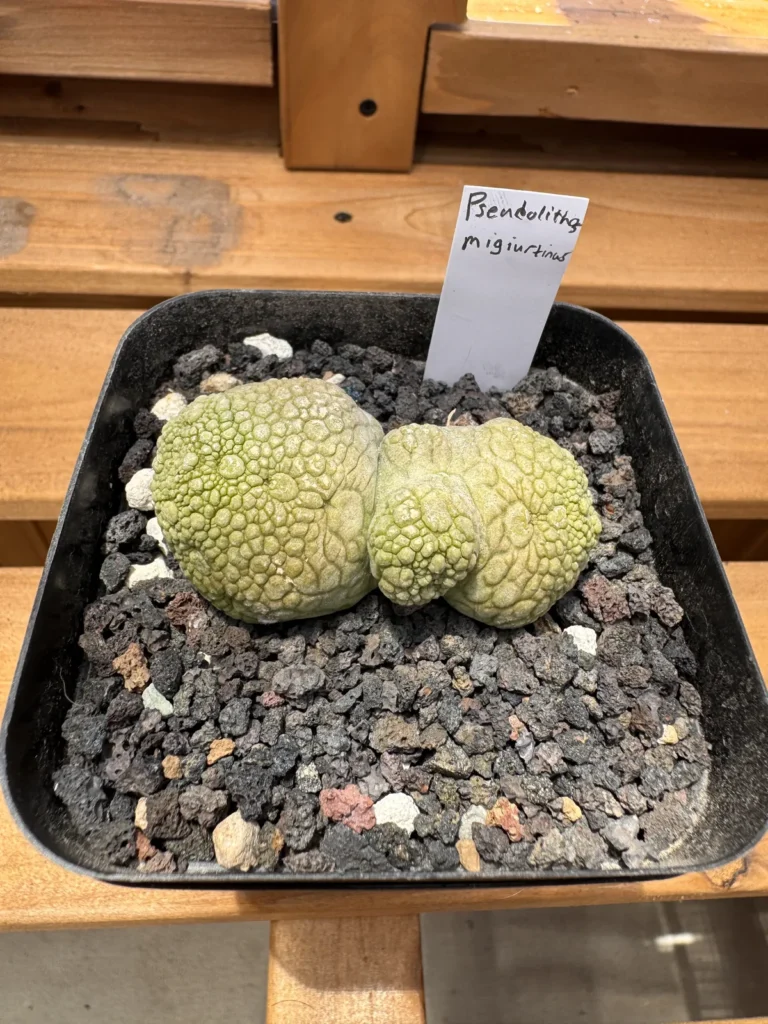 Pseudolithos migiurtinus twin headed specimen from above with label