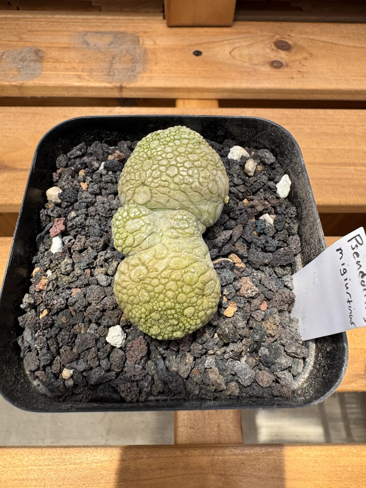 Pseudolithos migiurtinus seed grown twin headed specimen viewed from above