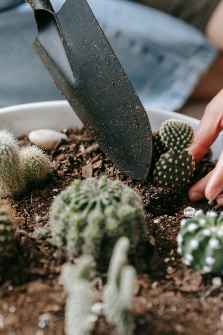 How to Repot a Cactus Without Getting Stabbed: A Step-by-Step Guide