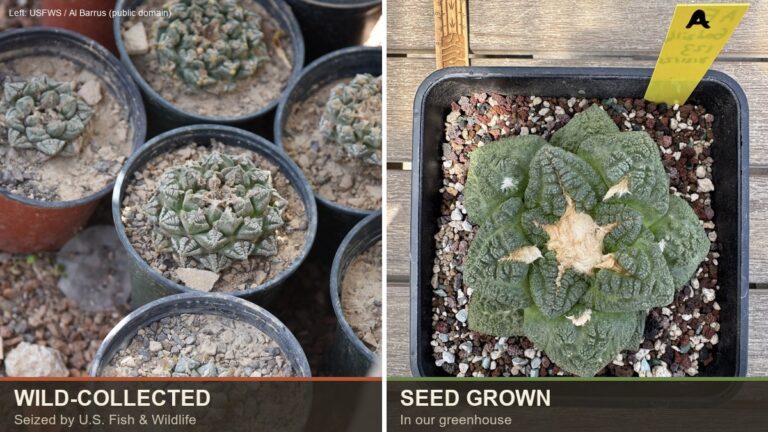 Side by side comparison of wild-collected living rock cacti seized by US Fish and Wildlife and a seed grown greenhouse Ariocarpus fissuratus