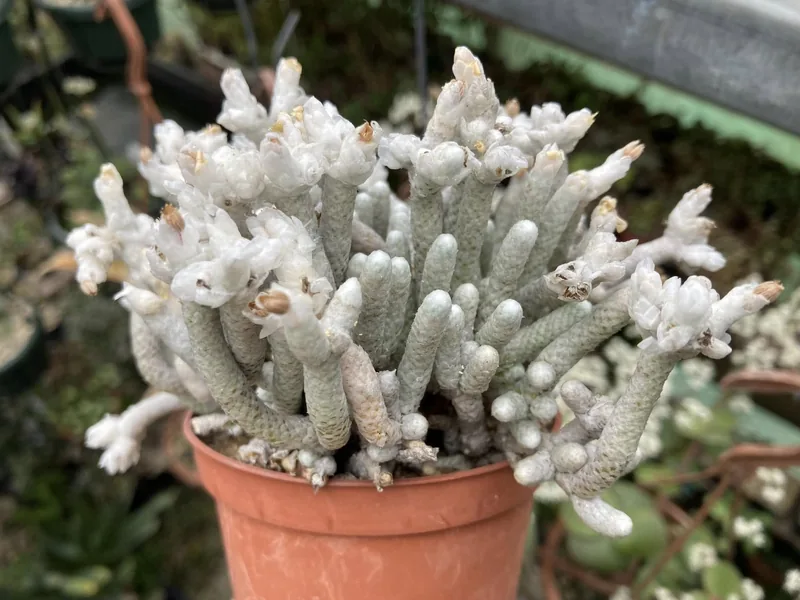 Avonia albissima