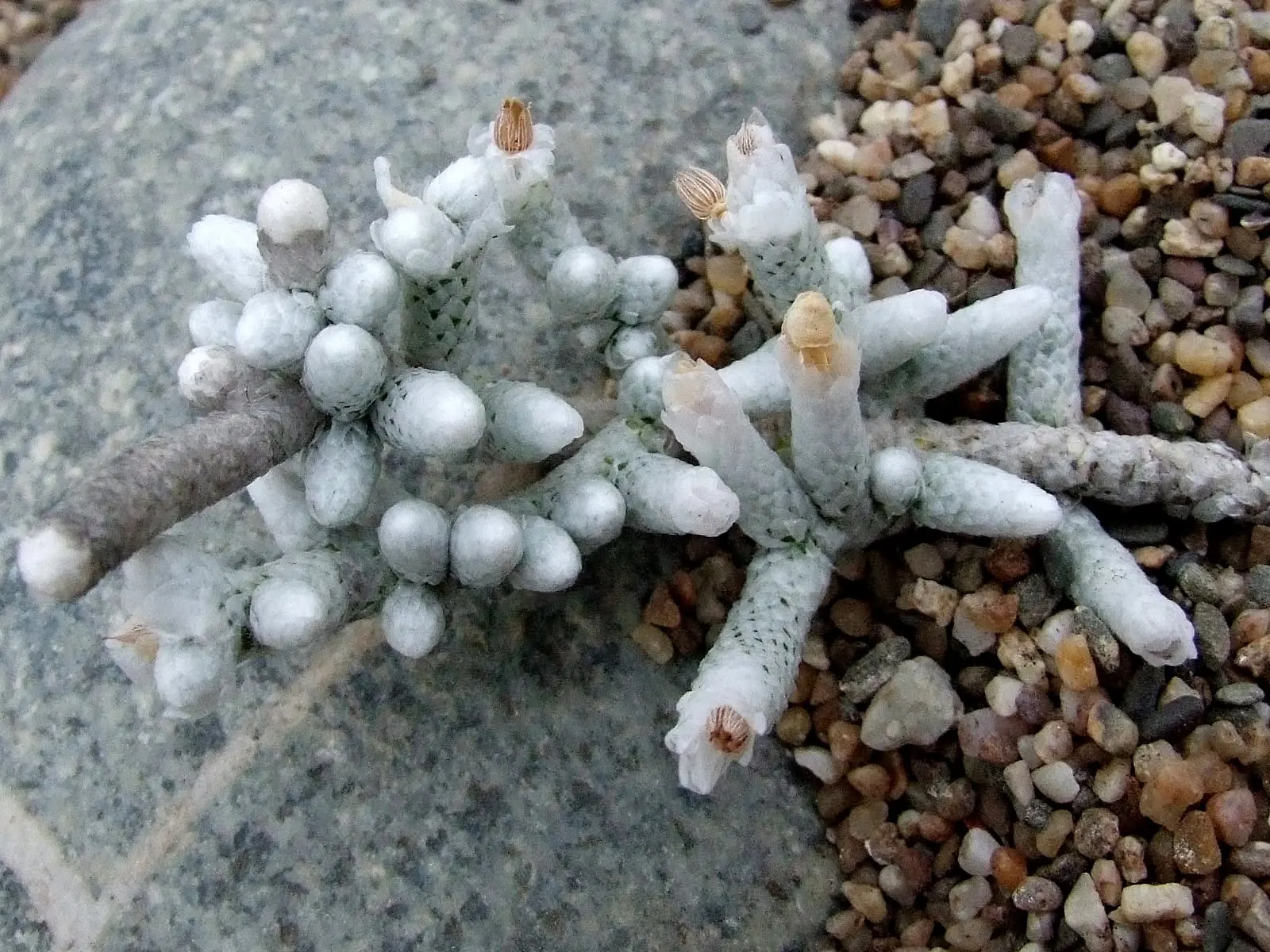 Avonia herreana Avonia herreana growing prostrate on gravel beside a rock, pale branches whose loosely held scales leave the leaves partly exposed.