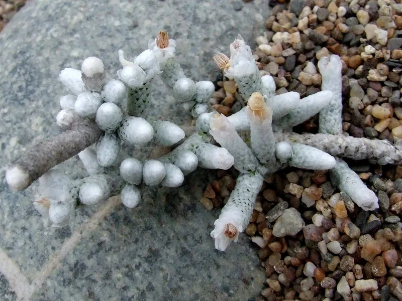 Avonia herreana