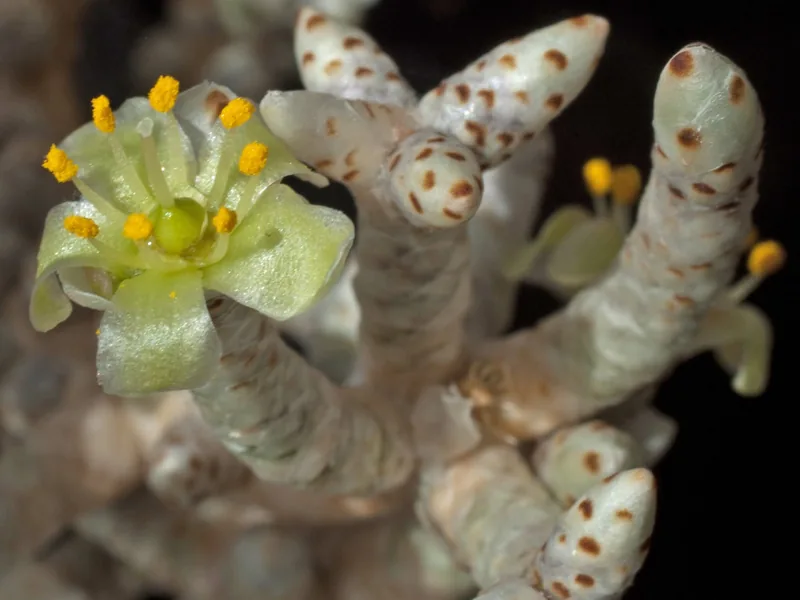 Avonia mallei