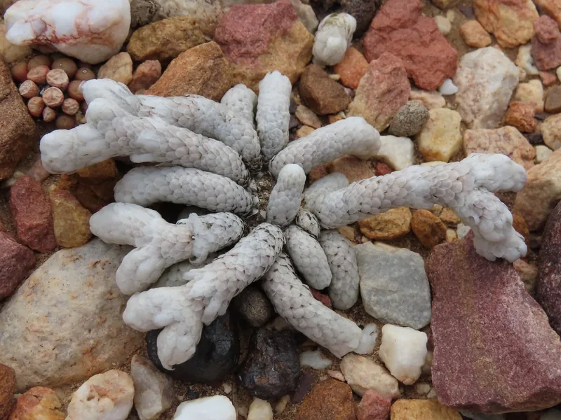 Avonia papyracea