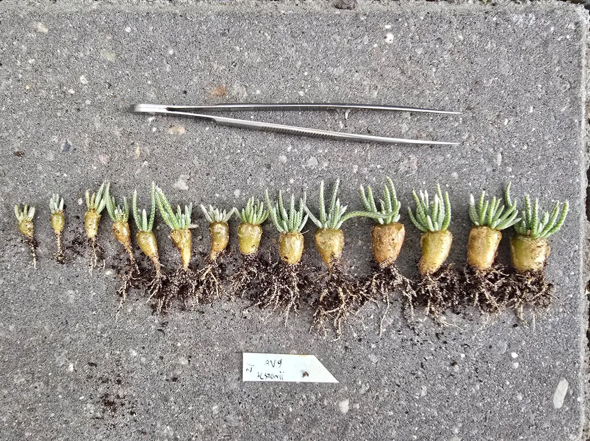 Avonia quinaria raised from seed Fourteen seed-raised Avonia quinaria seedlings laid out in a row, each showing a small turnip-shaped caudex with fine roots and a tuft of green growth.