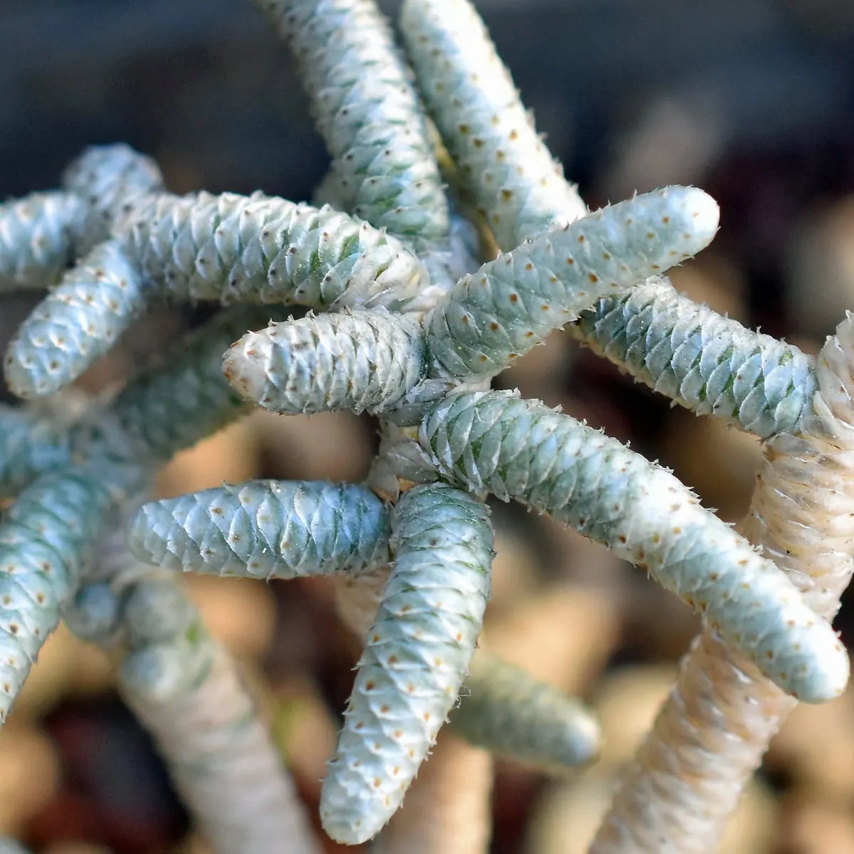 Avonia ustulata scale detail Close view of Avonia ustulata branches, blue-grey worm-like stems densely sheathed in overlapping scales.