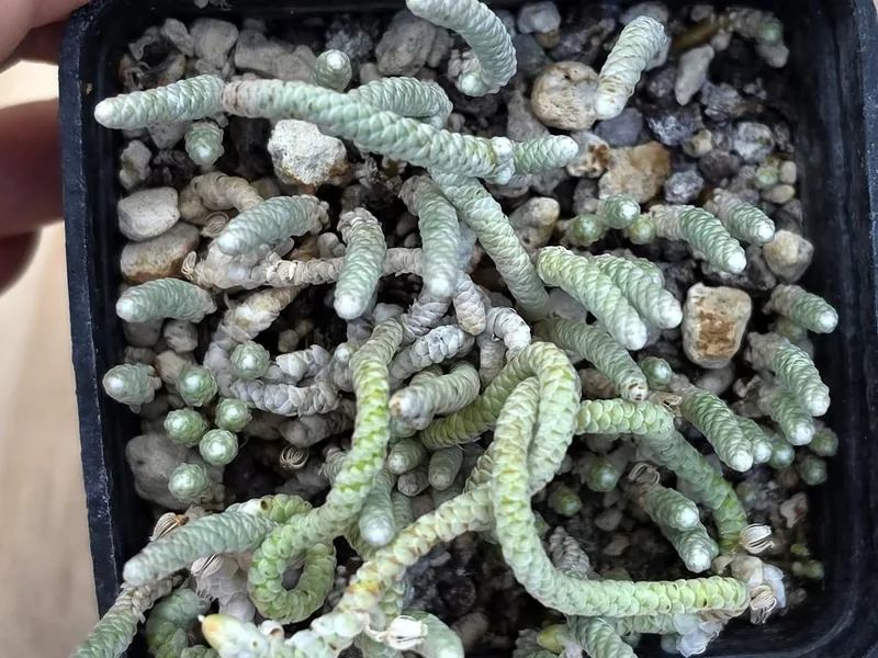 Avonia ustulata