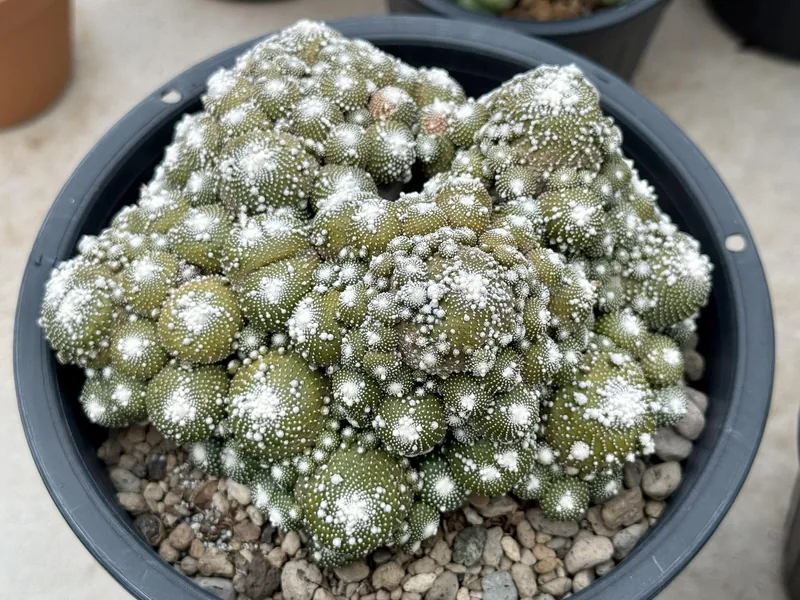 Blossfeldia liliputana