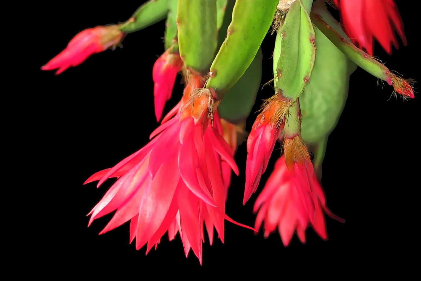Easter cactus Rhipsalidopsis gaertneri with rounded bristle-tipped segments and red star-shaped flowers