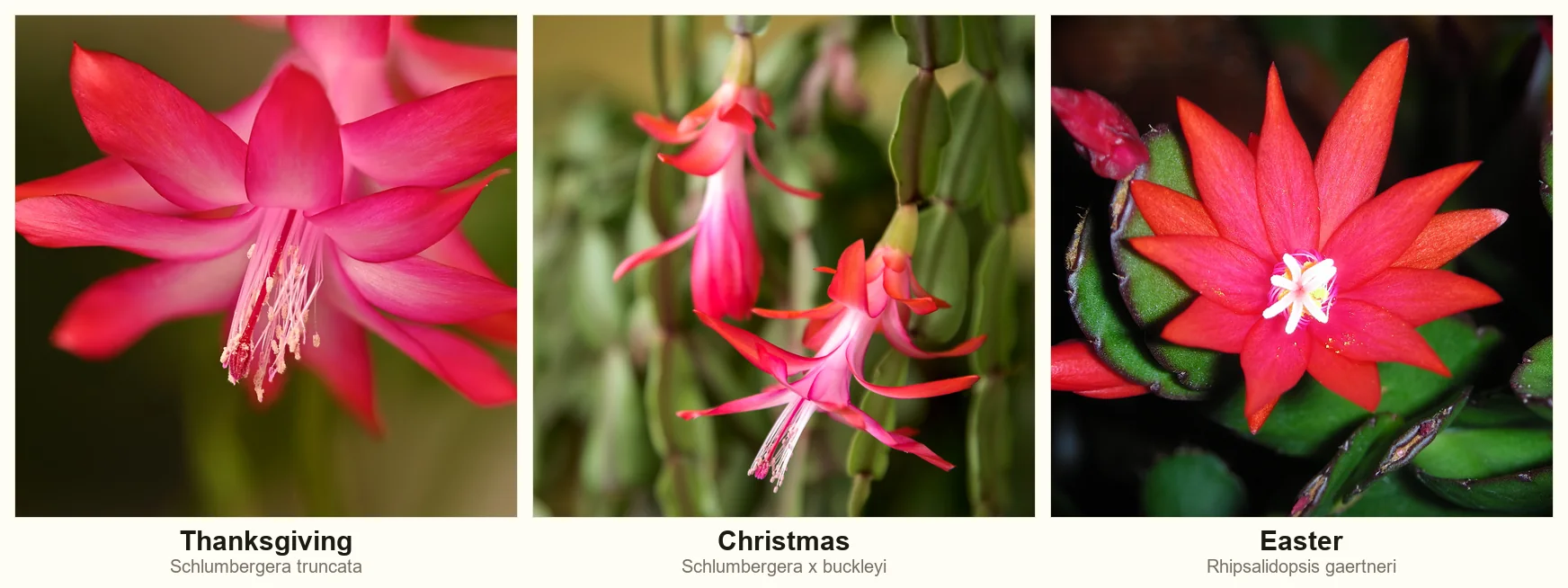 Flower comparison of a Thanksgiving cactus bloom, a pendant Christmas cactus bloom, and a flat star-shaped Easter cactus flower