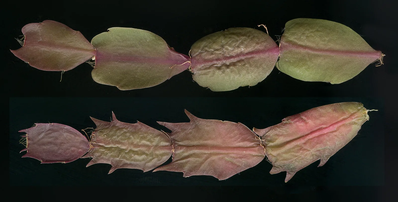 Christmas cactus segments with rounded scalloped edges above Thanksgiving cactus segments with sharp claw-like teeth