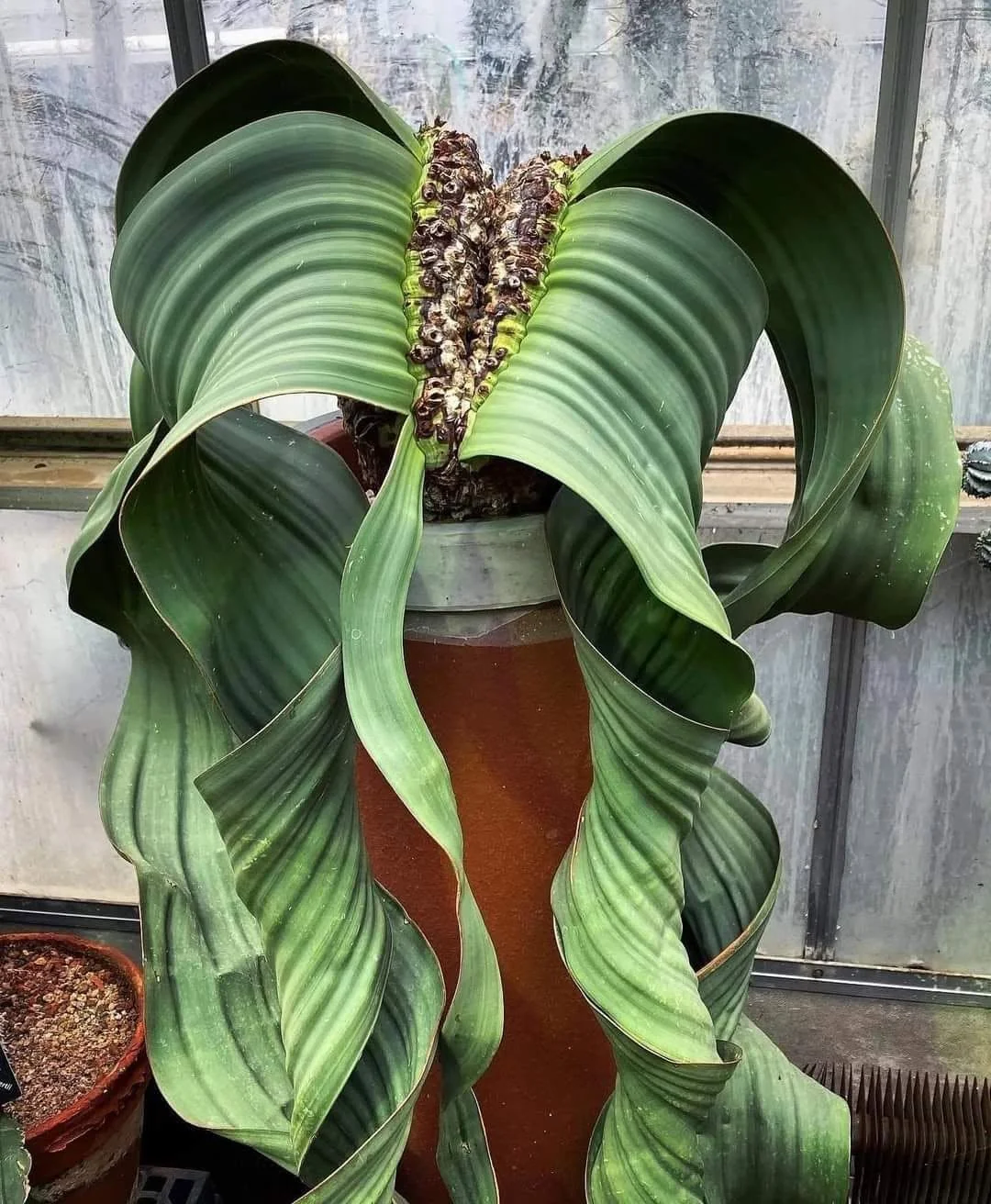 Welwitschia mirabilis in cone A mature green Welwitschia mirabilis in a terracotta pot bearing a dense upright spike of stout brown seed cones at the crown, its long blue-green leaves twisting down the sides.