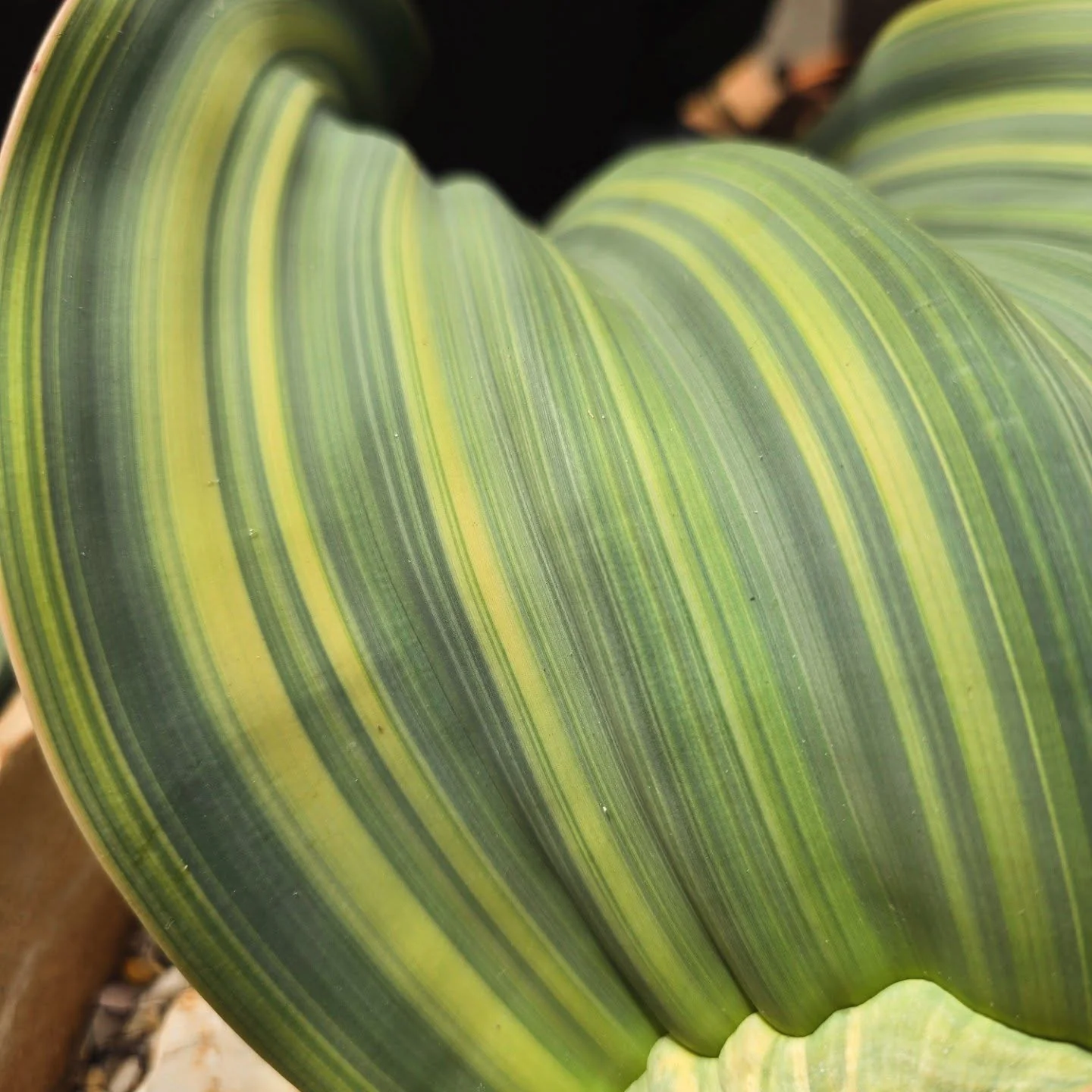 Welwitschia mirabilis leaf detail Close-up of a Welwitschia mirabilis leaf surface showing fine parallel longitudinal veins running the length of the strap, banded with yellow and green variegation.