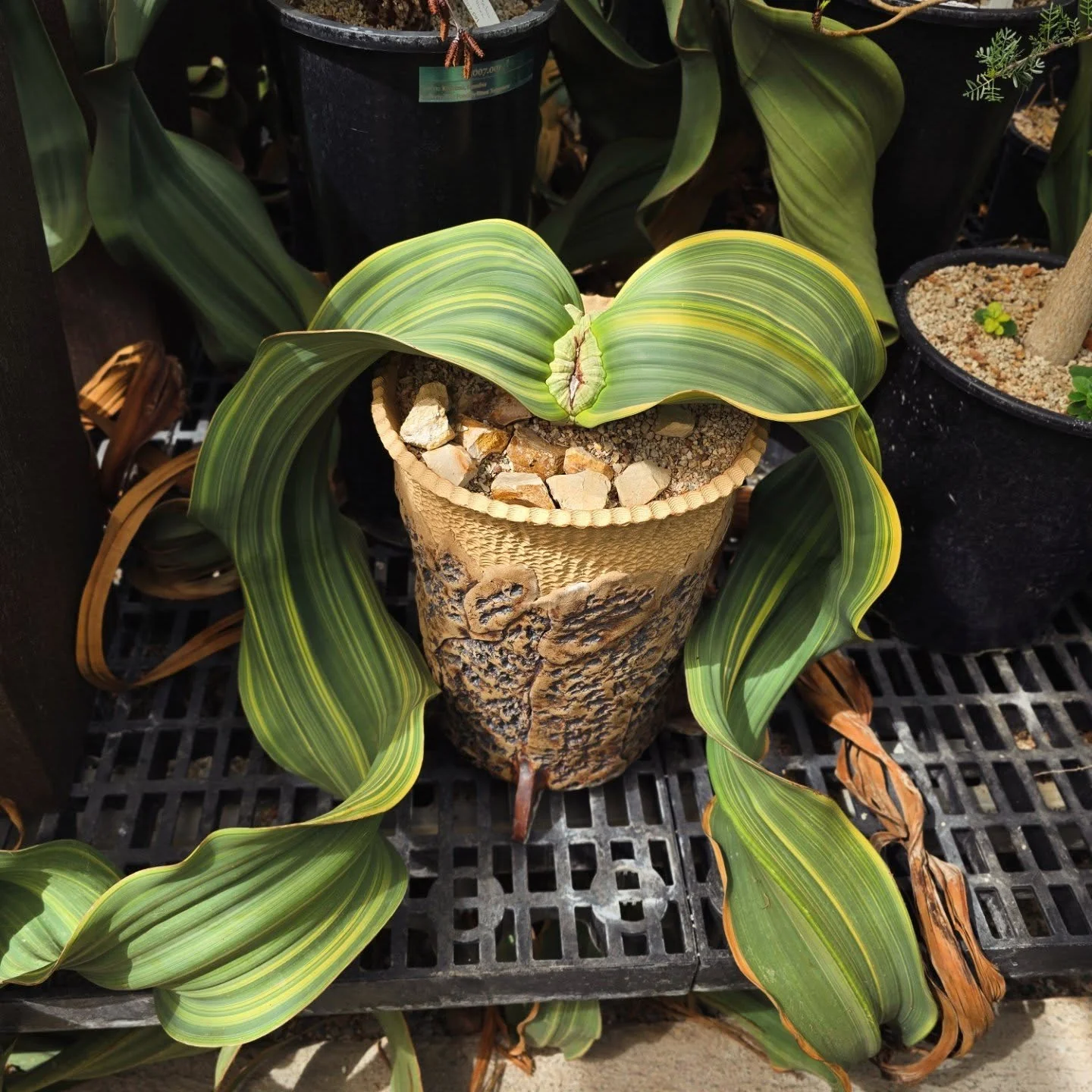 Welwitschia mirabilis, cultivated variegated plant Cultivated Welwitschia mirabilis in a tall pot on a greenhouse bench, its two strap leaves splaying out over the rim and carrying bold yellow and green longitudinal variegation.