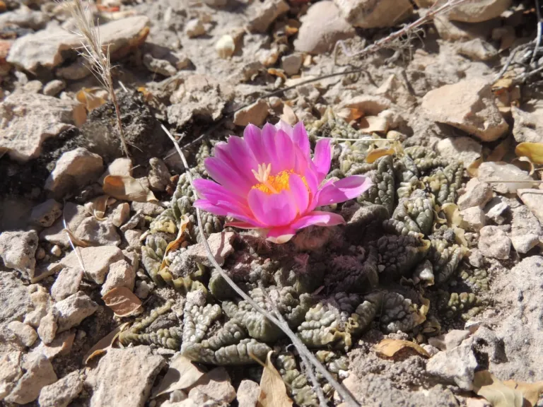 Rare Cactus of West Texas & Big Bend: A Field Guide