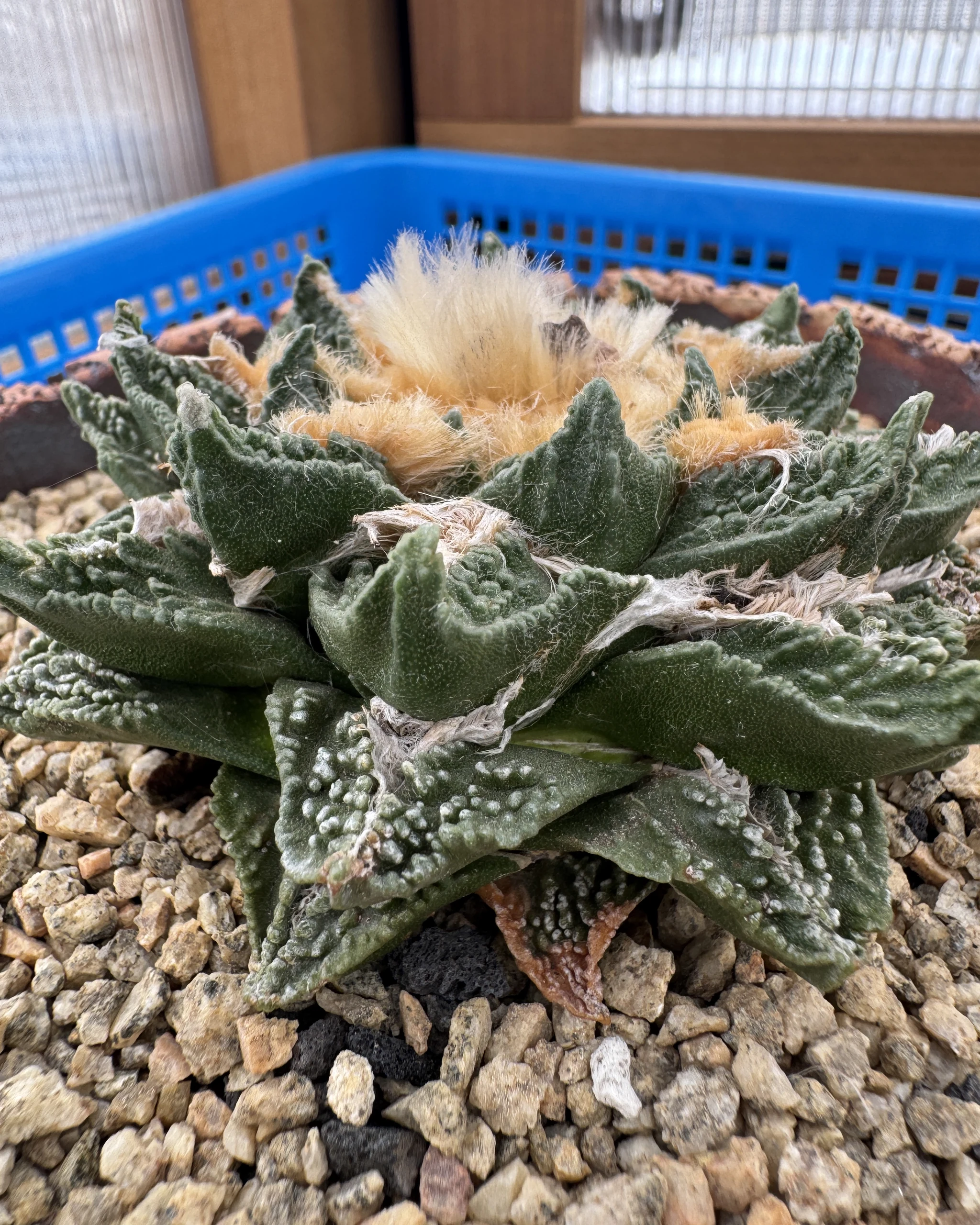 Ariocarpus bravoanus hintonii close-up of the tuberculate crown