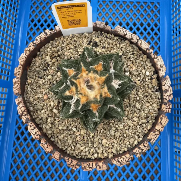 Ariocarpus fissuratus hintonii seed grown specimen from above