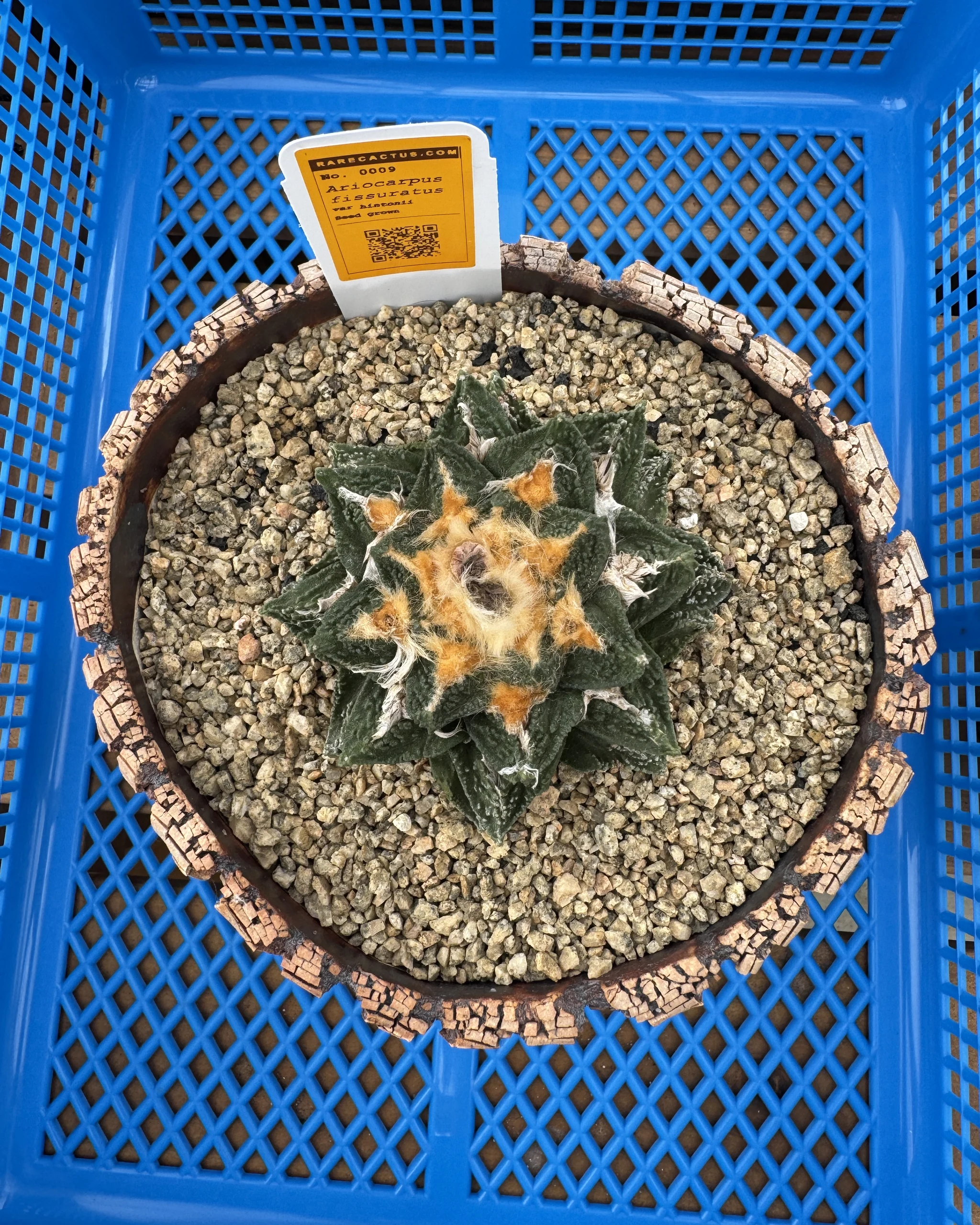 Ariocarpus fissuratus hintonii seed grown specimen from above