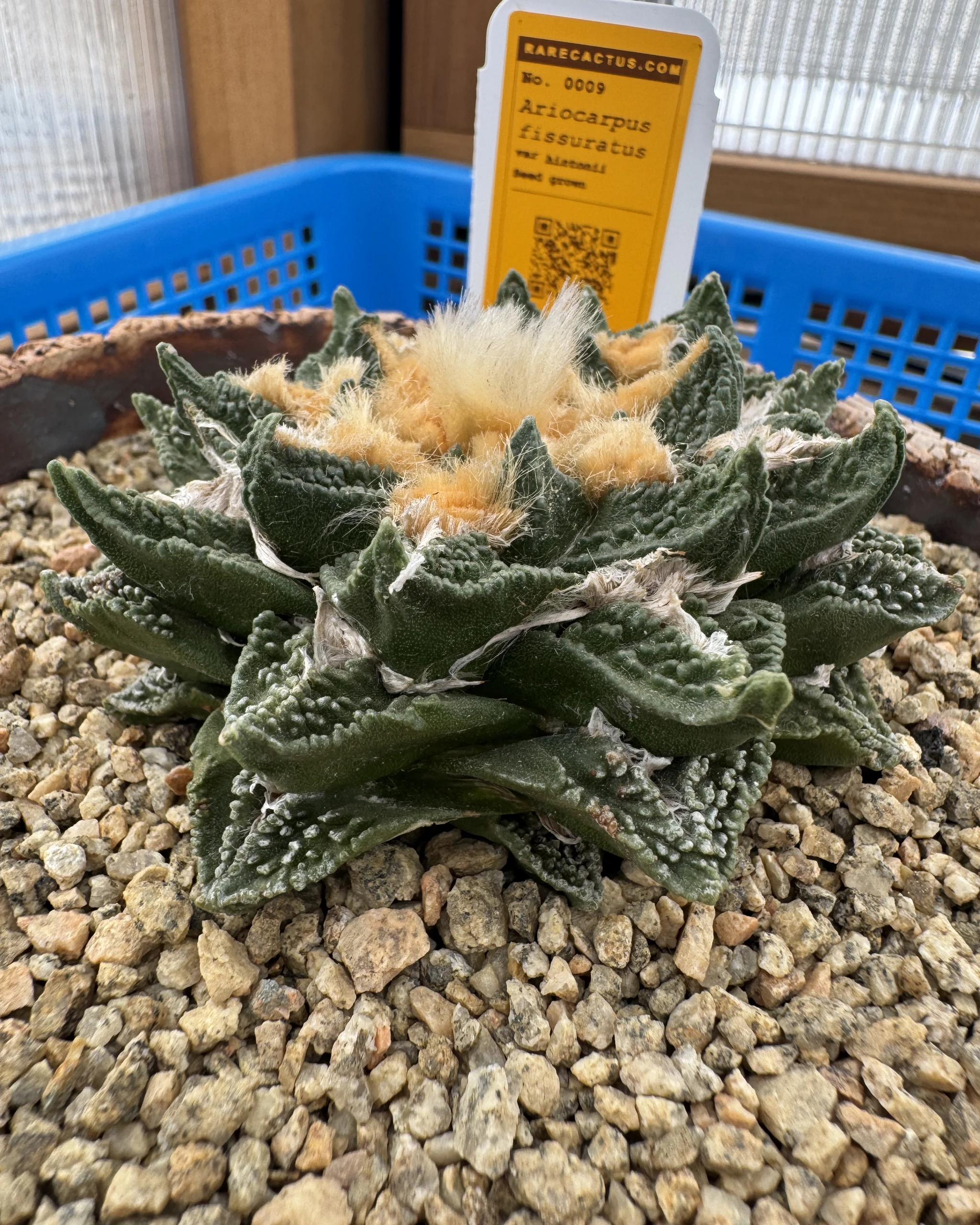 Ariocarpus bravoanus hintonii side profile showing tubercle texture