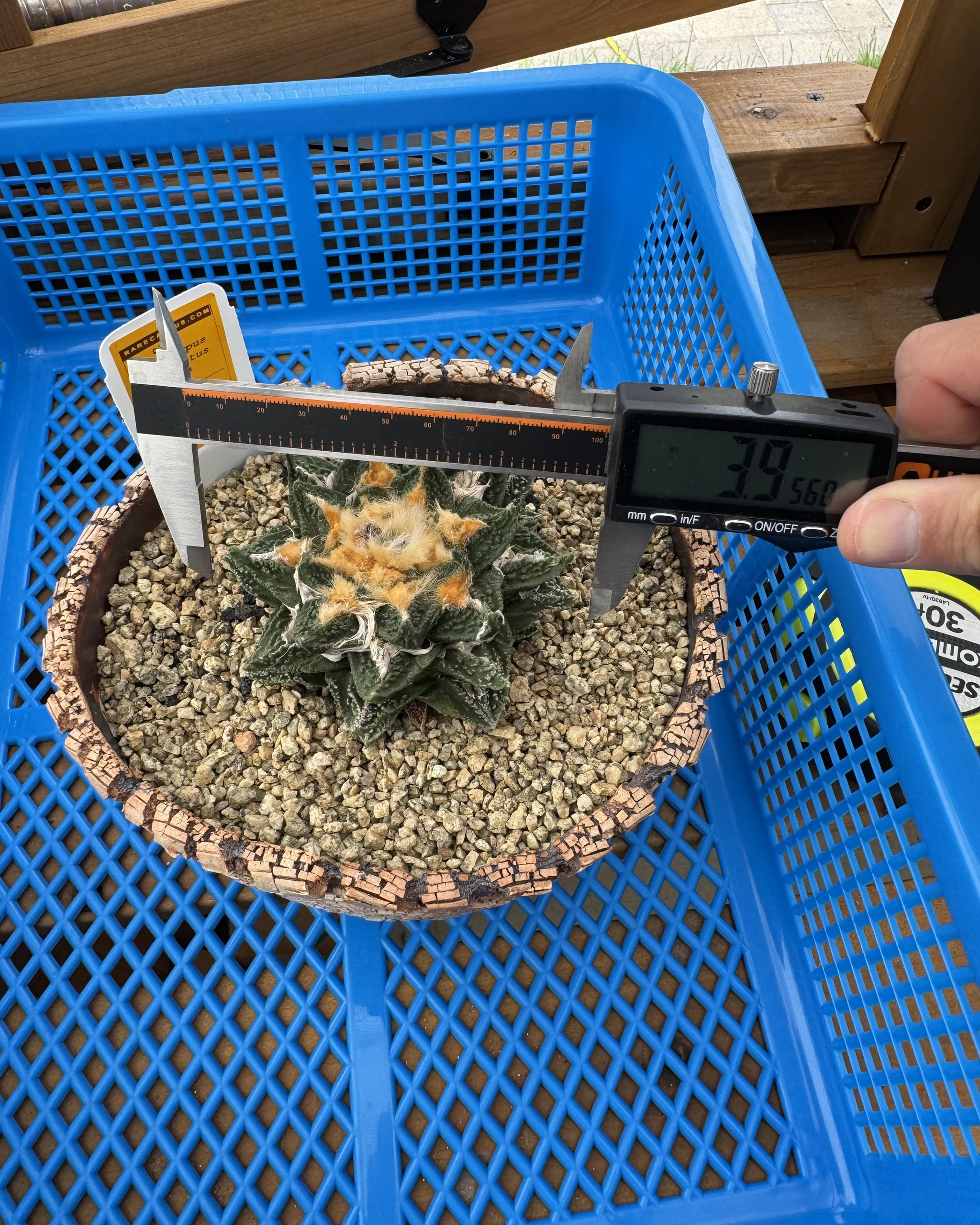 Ariocarpus bravoanus hintonii shown with a caliper for scale