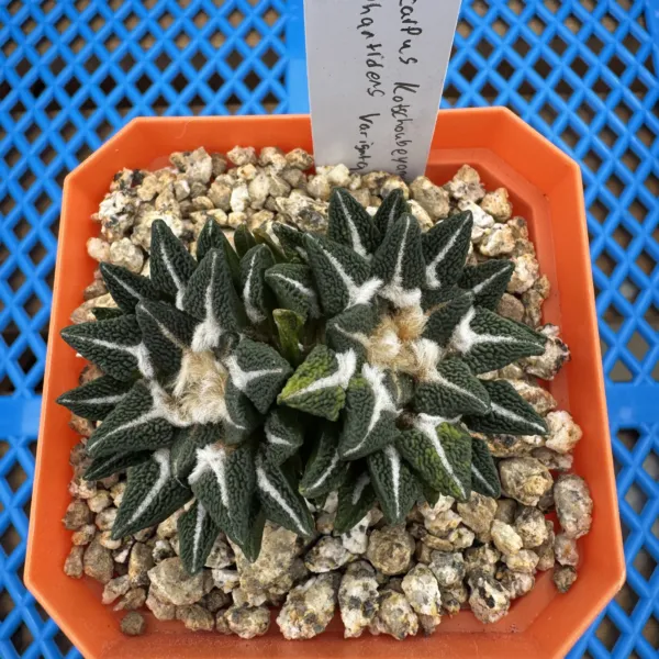 Ariocarpus kotschoubeyanus elephantidens variegata seed grown specimen viewed from above