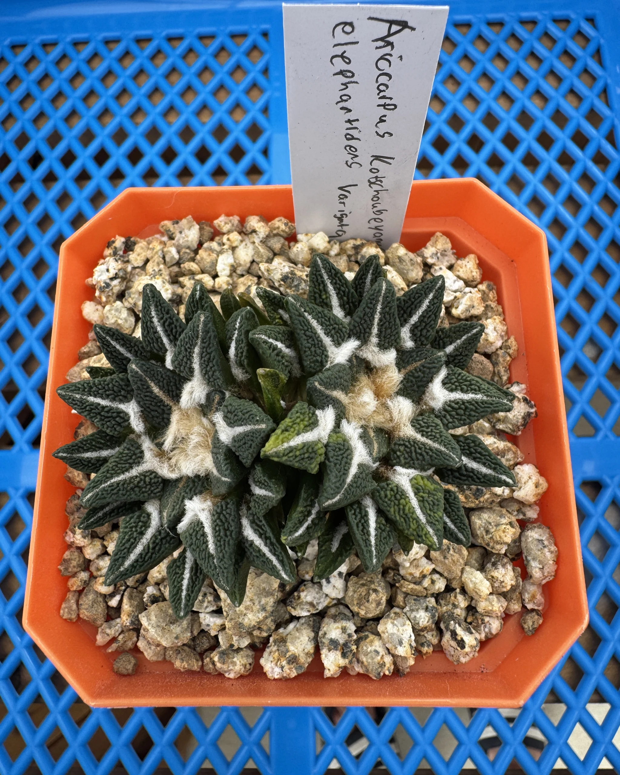 Ariocarpus kotschoubeyanus elephantidens variegata seed grown specimen viewed from above