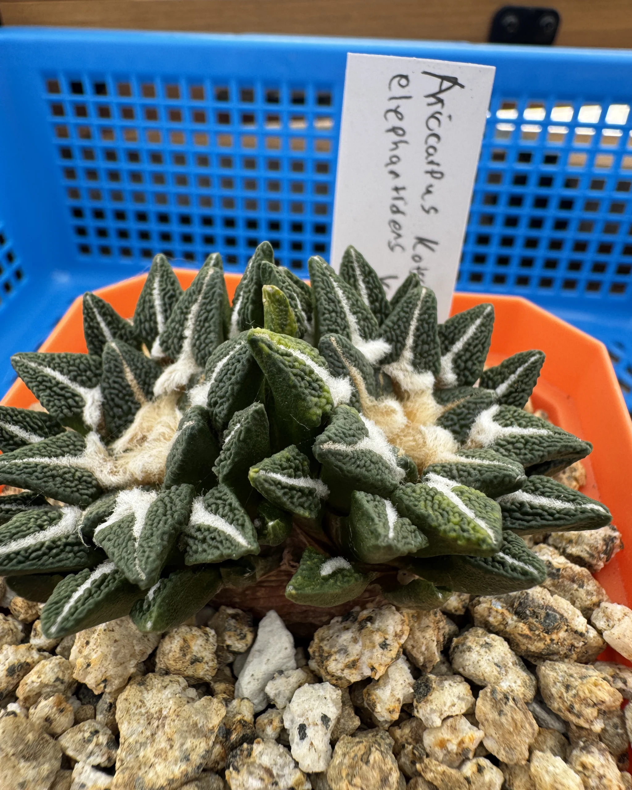 Ariocarpus kotschoubeyanus elephantidens variegata close detail of the felted white-marked tubercles