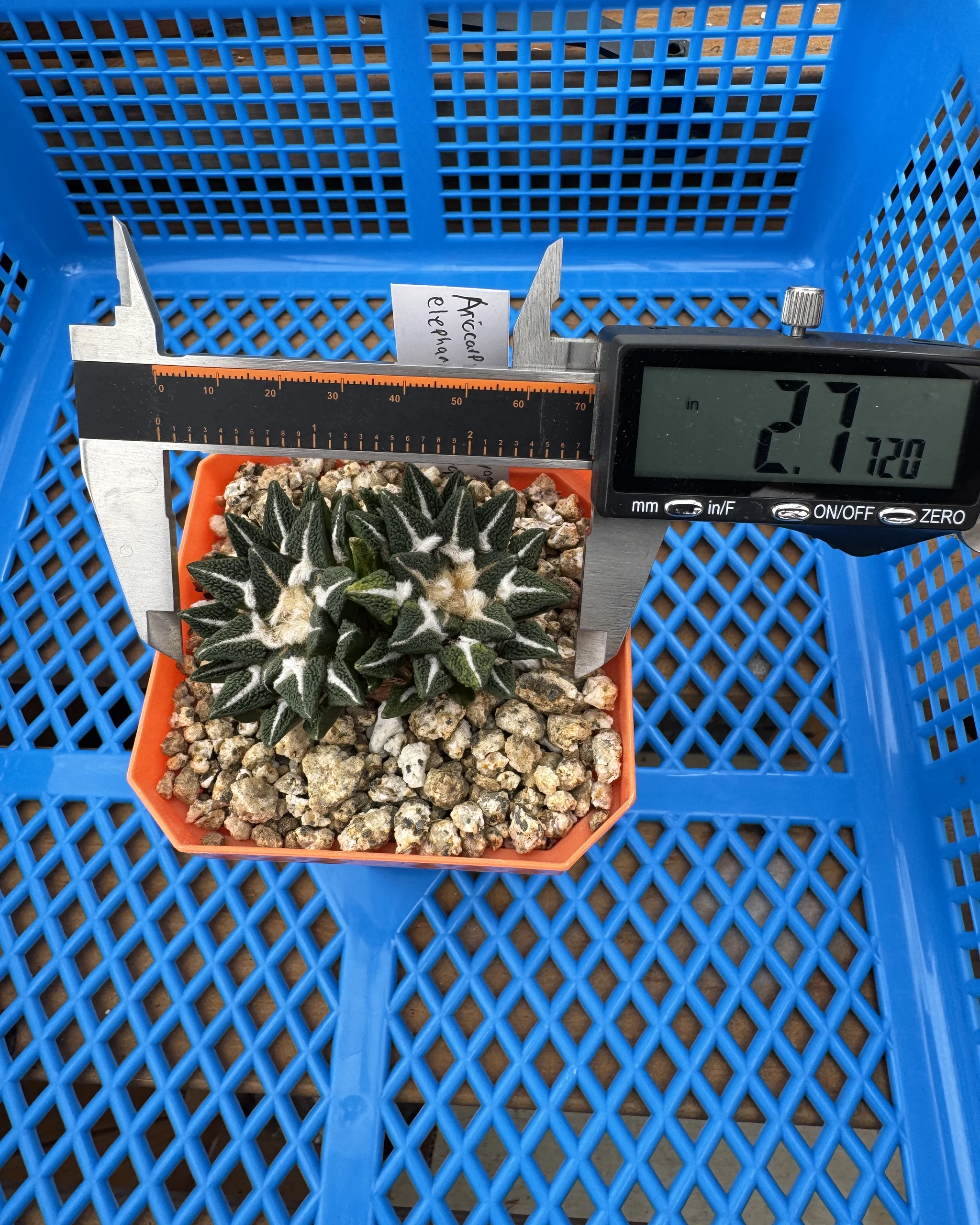 Ariocarpus kotschoubeyanus elephantidens variegata seed grown plant measuring 71.2 mm on digital calipers