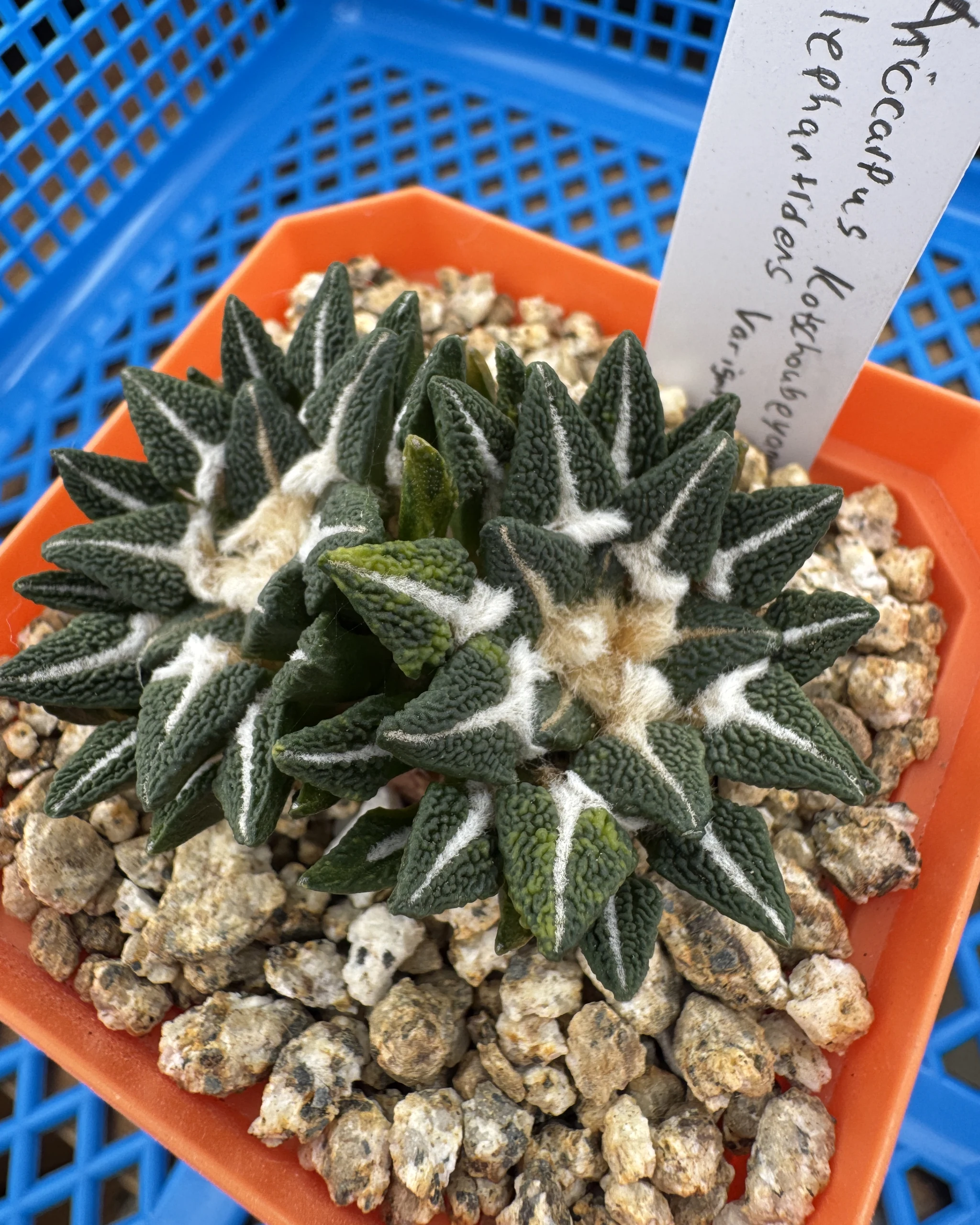 Ariocarpus kotschoubeyanus elephantidens variegata dichotomous two-head cluster from above