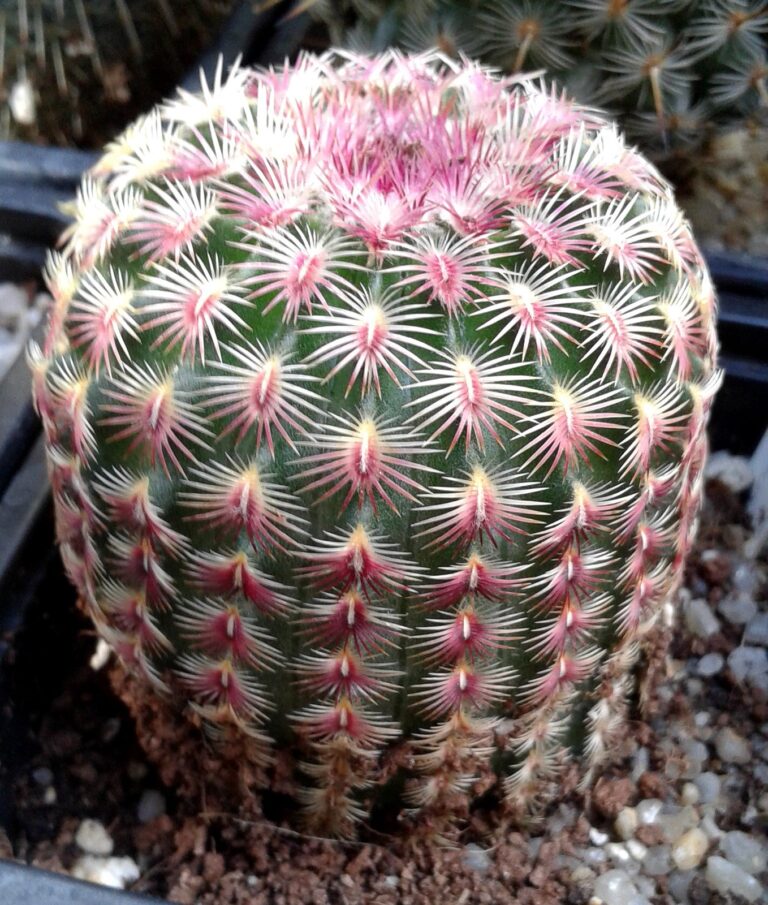 Igelkaktus-Pflege: Der Sammlerleitfaden für Echinocereus