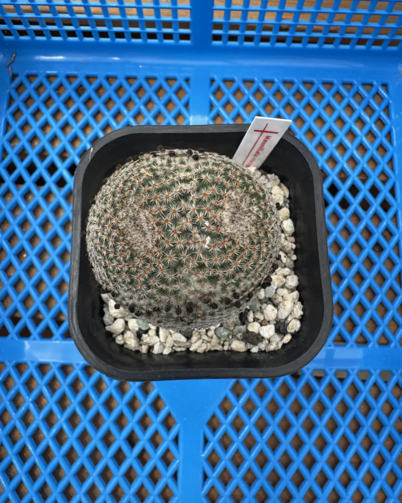 Mammillaria crucigera for sale, seed grown solitary specimen from above with its plant tag in the pot