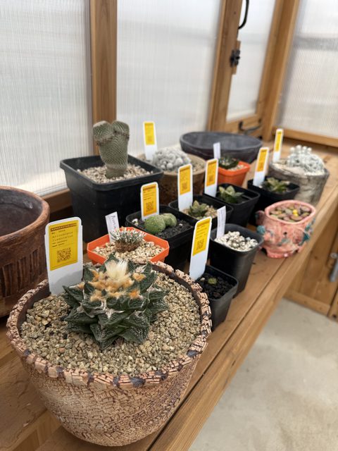 An Ariocarpus, with its rarecactus.com label