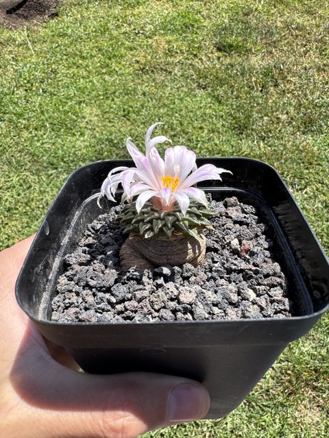 Ariocarpus kotschoubeyanus showing off beautiful light pink colored petals