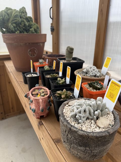 Inside the greenhouse